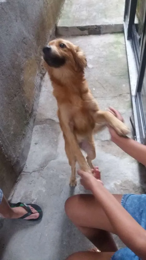 Cachorro ra a Vira lata idade 2 anos nome Mel