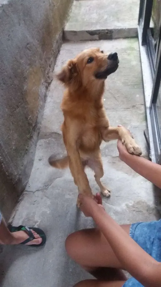 Cachorro ra a Vira lata idade 2 anos nome Mel