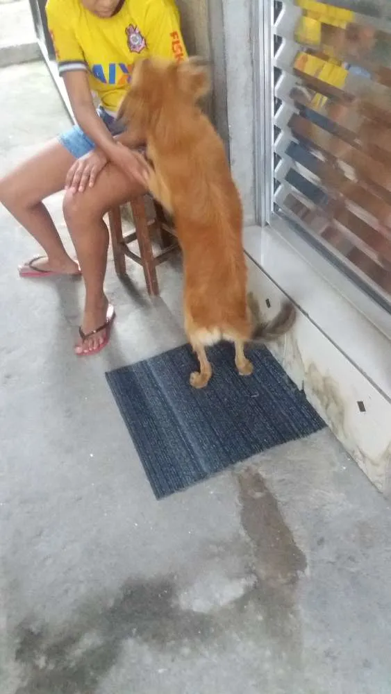 Cachorro ra a Vira lata idade 2 anos nome Mel
