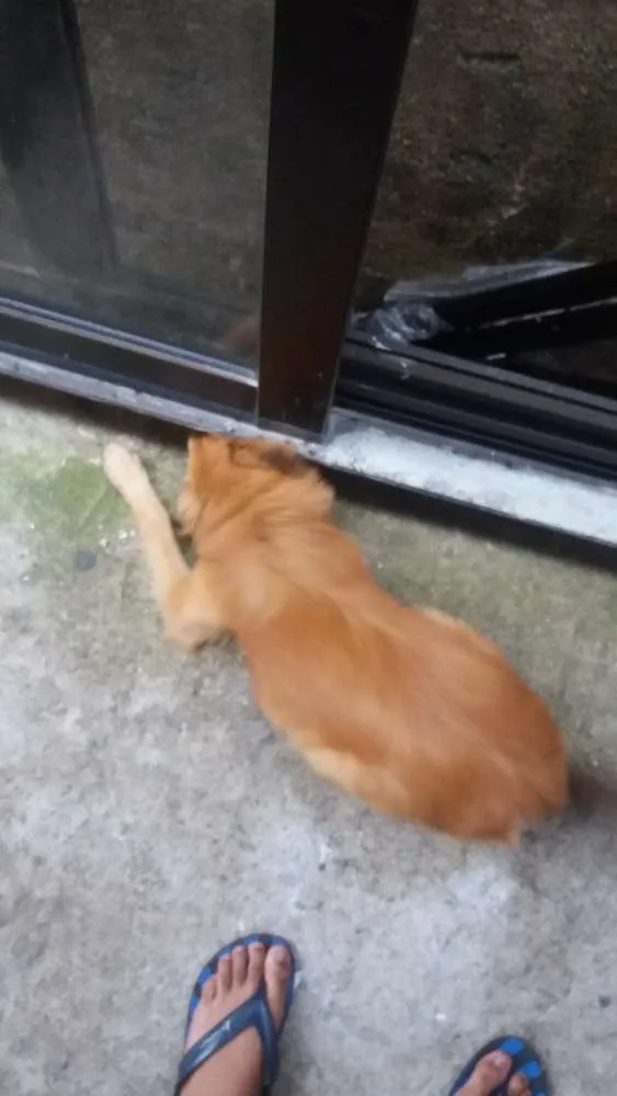 Cachorro ra a Vira lata idade 2 anos nome Mel
