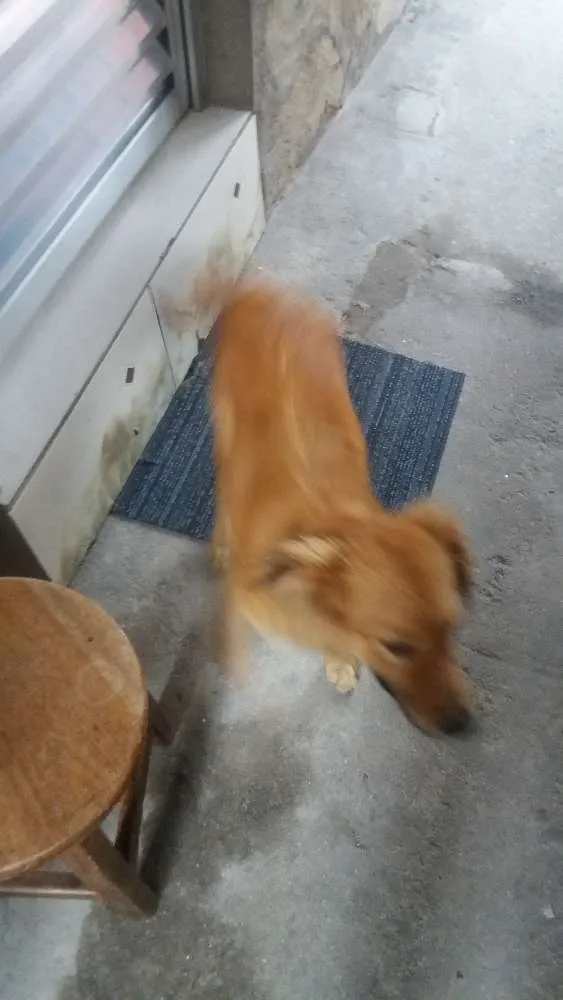 Cachorro ra a Vira lata idade 2 anos nome Mel