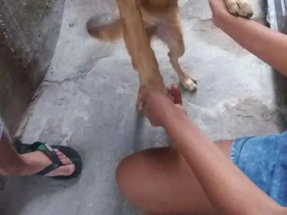 Cachorro ra a Vira lata idade 2 anos nome Mel