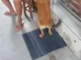 Mel