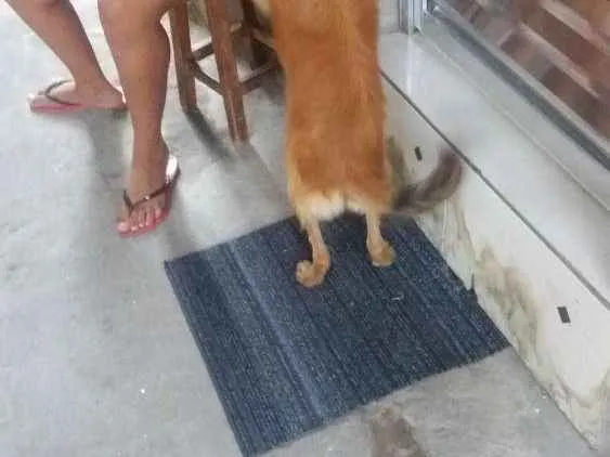 Cachorro ra a Vira lata idade 2 anos nome Mel