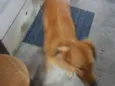 Mel