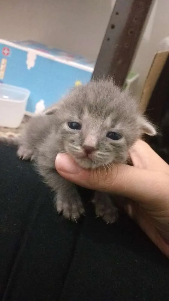 Gato ra a Indefinida idade Abaixo de 2 meses nome Varios nomes