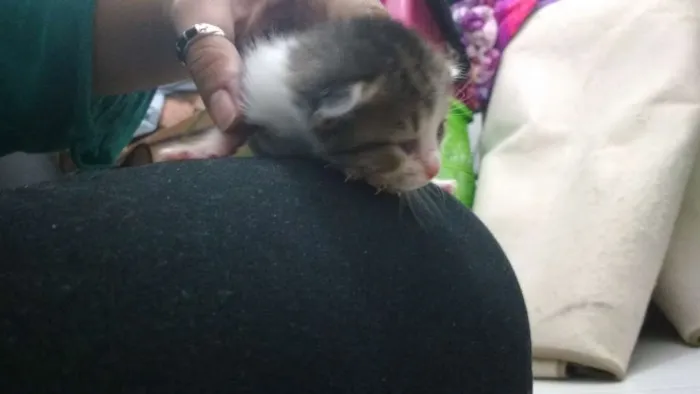 Gato ra a Indefinida idade Abaixo de 2 meses nome Varios nomes
