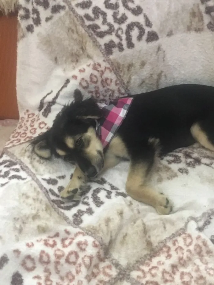 Cachorro ra a Srd idade 2 a 6 meses nome Pitoco