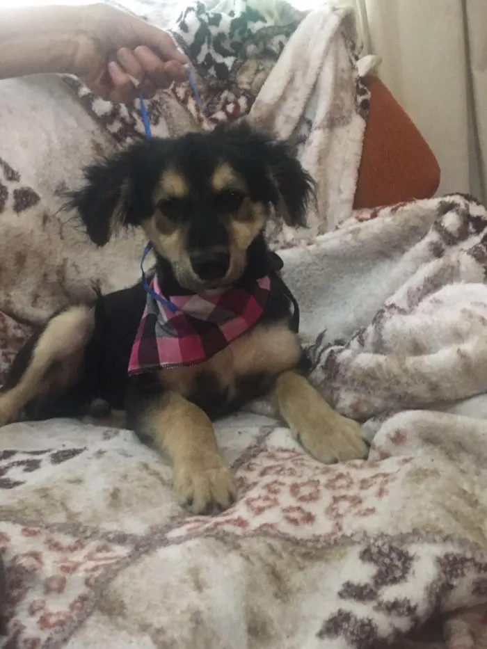 Cachorro ra a Srd idade 2 a 6 meses nome Pitoco