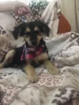 Pitoco