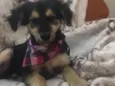 Pitoco