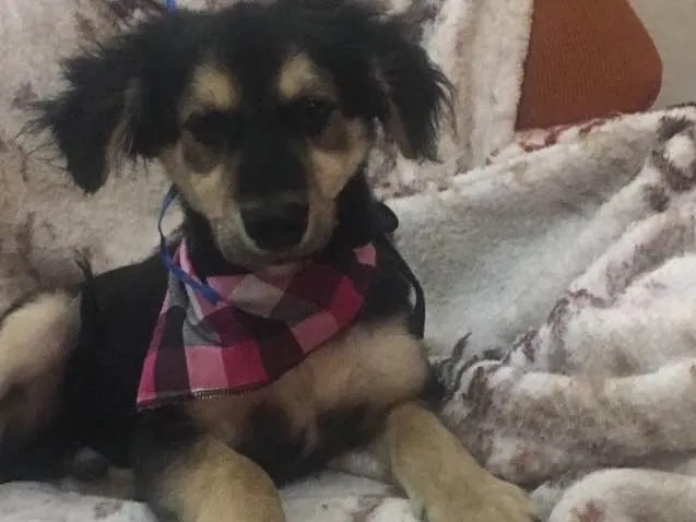 Cachorro ra a Srd idade 2 a 6 meses nome Pitoco