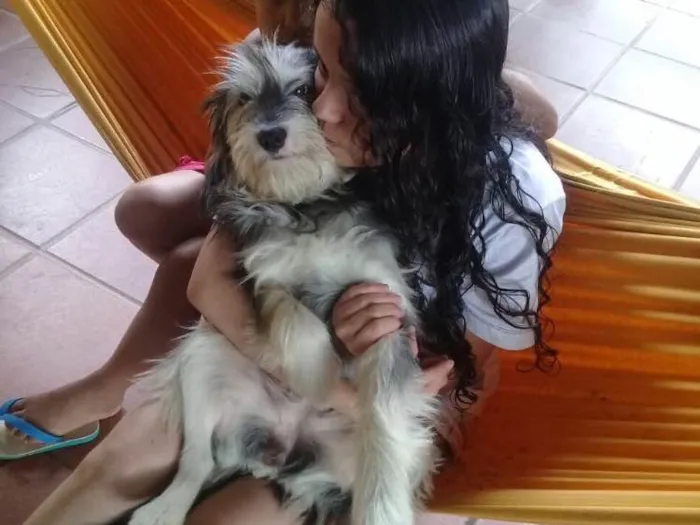 Cachorro ra a Srd  idade 2 anos nome Vitória 