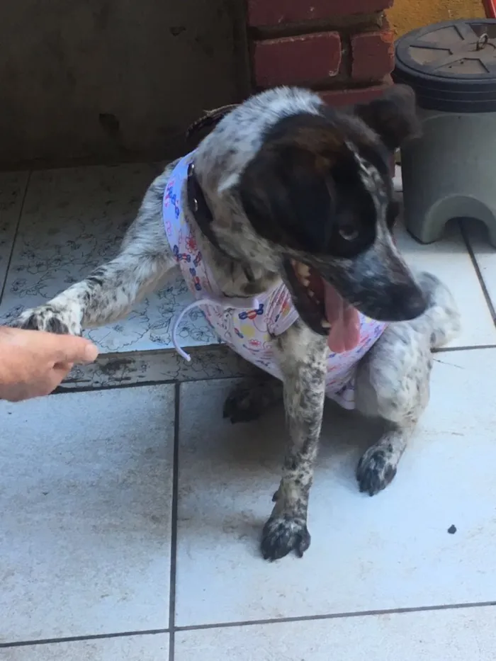 Cachorro ra a Srd idade 1 ano nome  Sapeca 