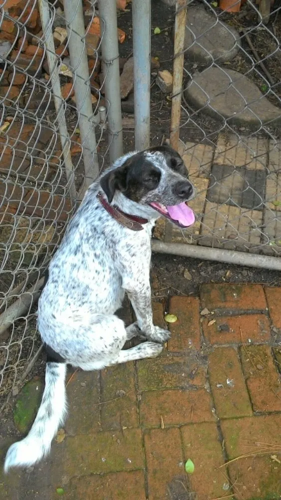 Cachorro ra a Srd idade 1 ano nome  Sapeca 