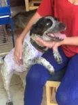  Sapeca 