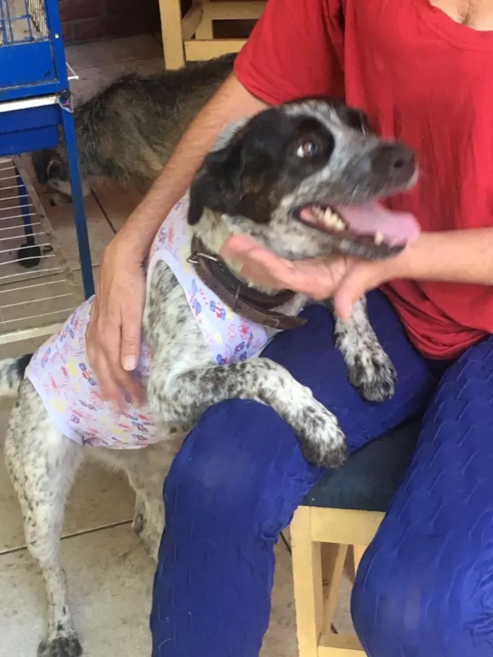 Cachorro ra a Srd idade 1 ano nome  Sapeca 