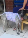  Sapeca 