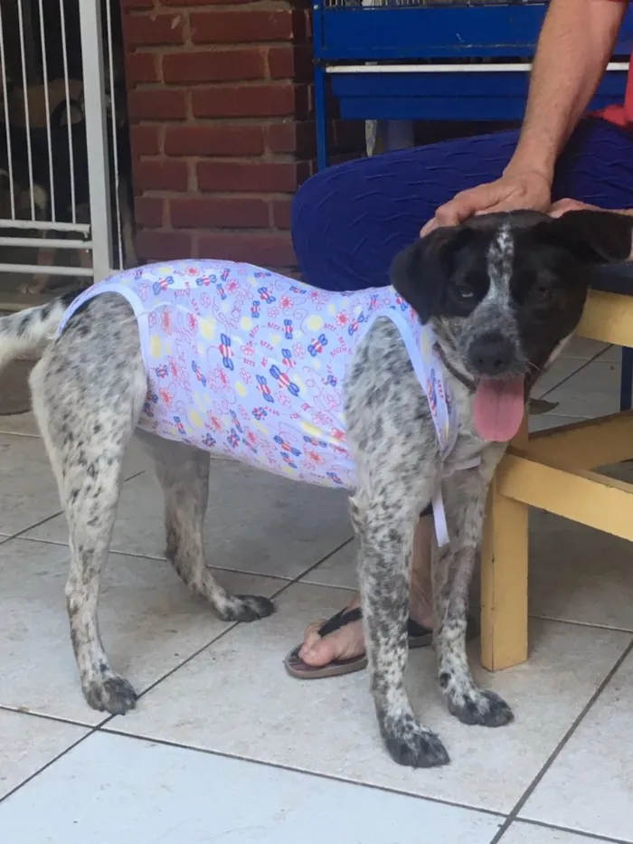 Cachorro ra a Srd idade 1 ano nome  Sapeca 