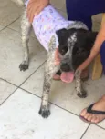  Sapeca 