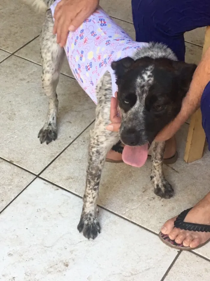 Cachorro ra a Srd idade 1 ano nome  Sapeca 