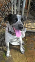  Sapeca 