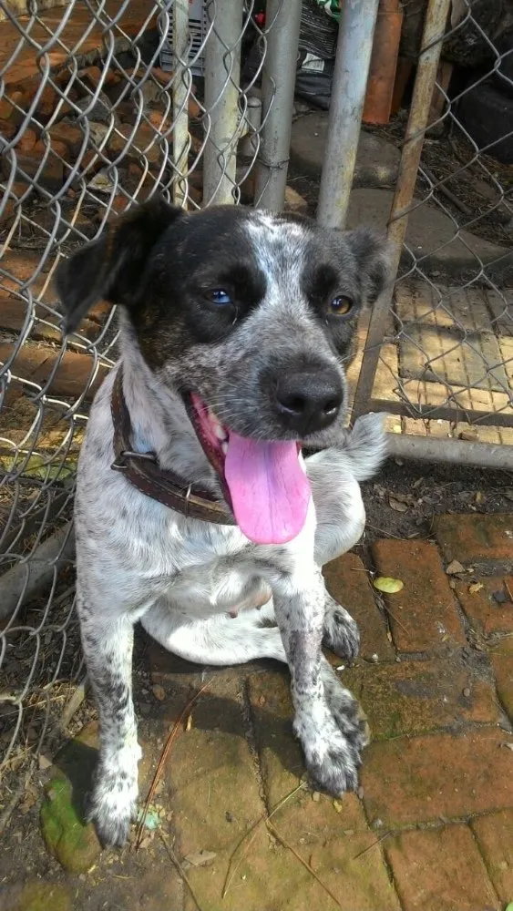 Cachorro ra a Srd idade 1 ano nome  Sapeca 