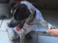  Sapeca 