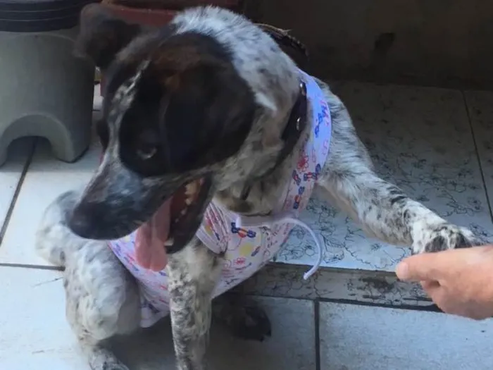 Cachorro ra a Srd idade 1 ano nome  Sapeca 