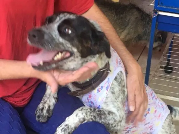 Cachorro ra a Srd idade 1 ano nome  Sapeca 