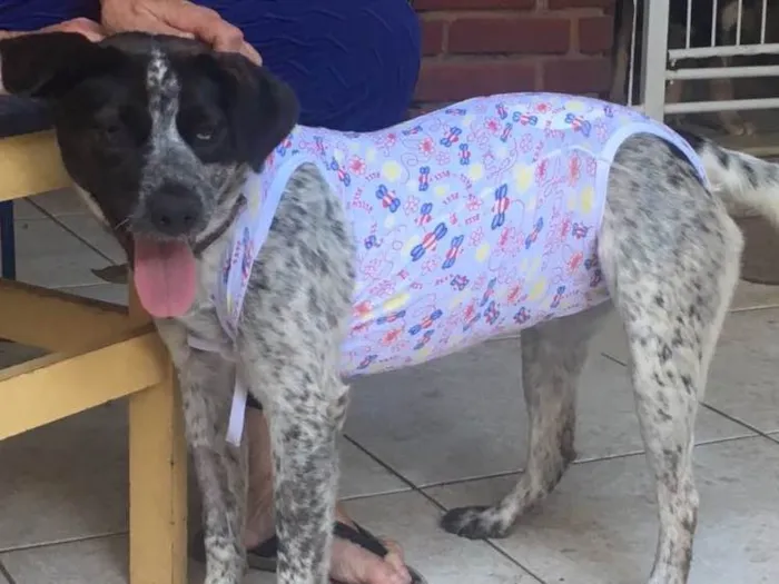 Cachorro ra a Srd idade 1 ano nome  Sapeca 
