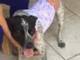  Sapeca 