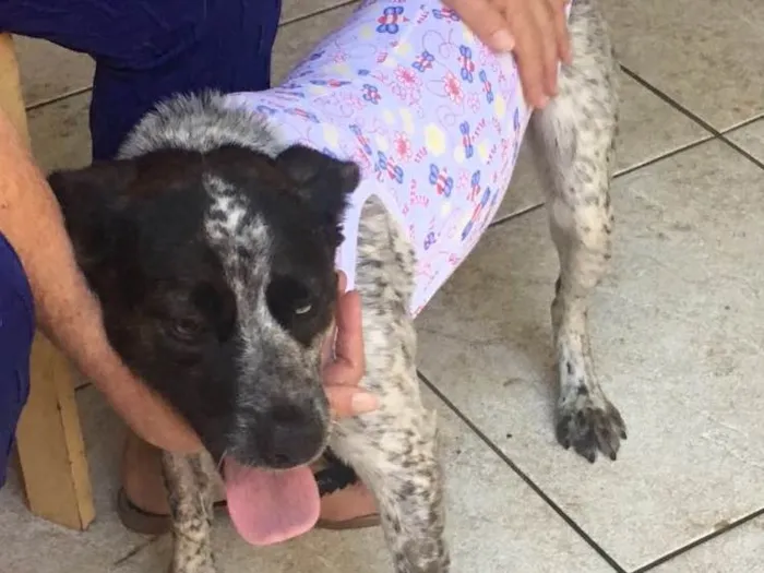 Cachorro ra a Srd idade 1 ano nome  Sapeca 