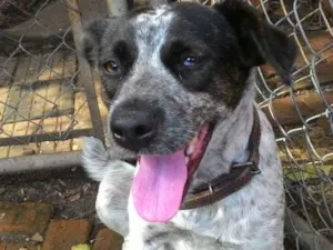 Cachorro raça Srd idade 1 ano nome  Sapeca 