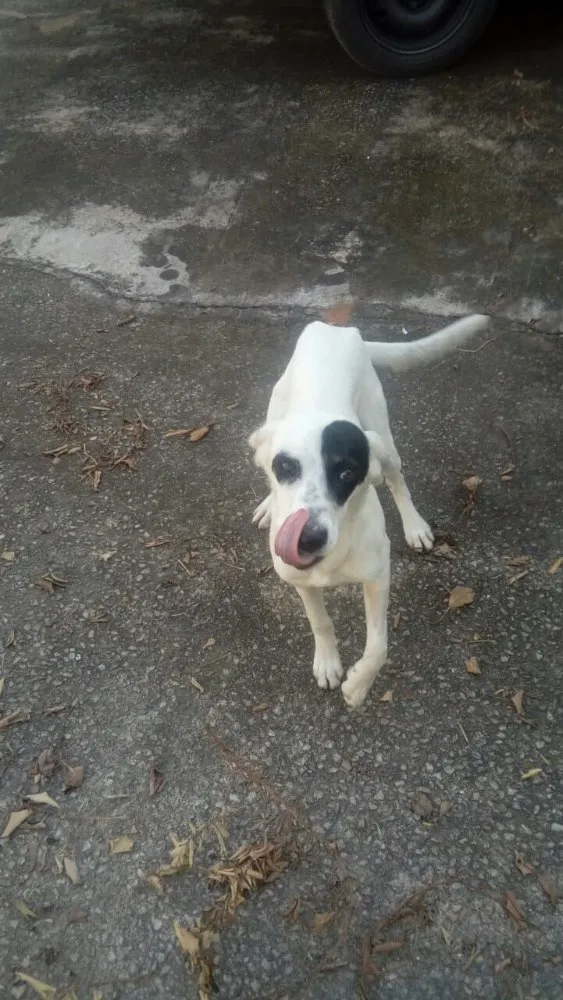 Cachorro ra a Srd idade 7 a 11 meses nome Ariel