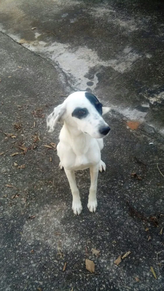 Cachorro ra a Srd idade 7 a 11 meses nome Ariel