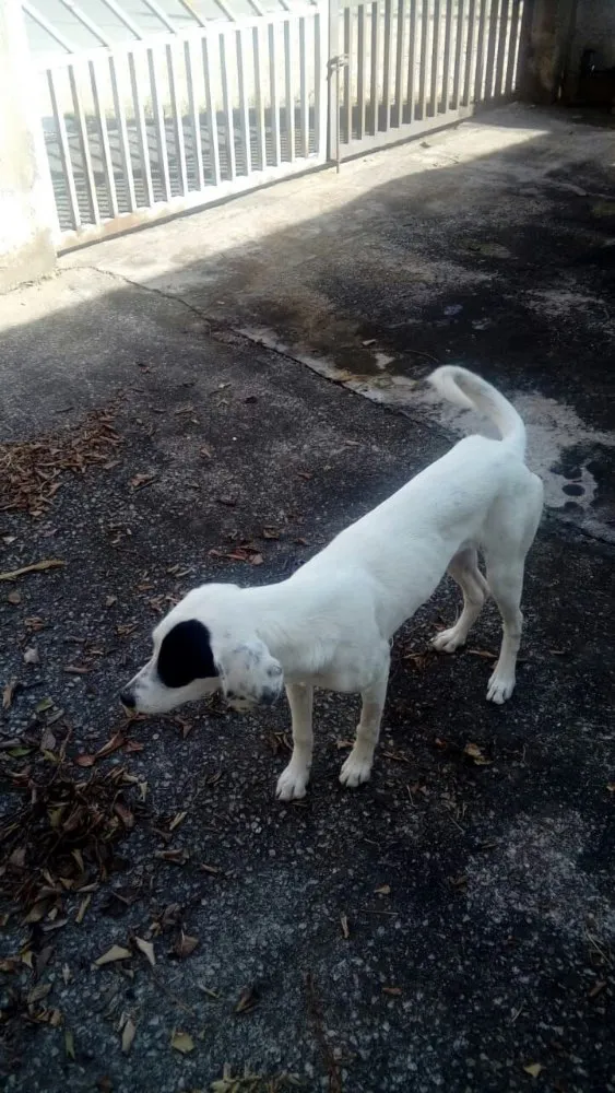 Cachorro ra a Srd idade 7 a 11 meses nome Ariel