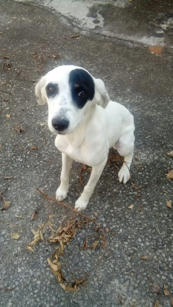 Cachorro ra a Srd idade 7 a 11 meses nome Ariel