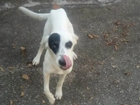 Cachorro ra a Srd idade 7 a 11 meses nome Ariel