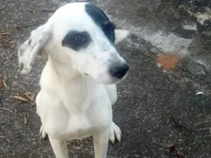 Cachorro ra a Srd idade 7 a 11 meses nome Ariel