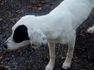Cachorro ra a Srd idade 7 a 11 meses nome Ariel