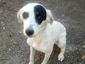 Cachorro raça Srd idade 7 a 11 meses nome Ariel