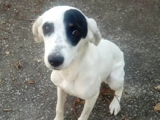 Cachorro ra a Srd idade 7 a 11 meses nome Ariel