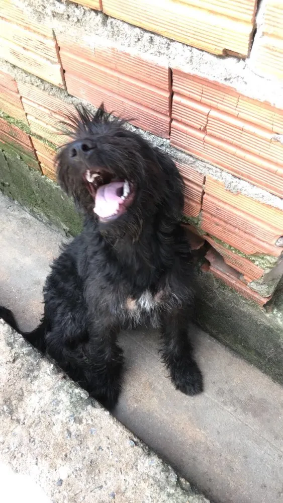 Cachorro ra a Poodle ( Mestico ) idade 7 a 11 meses nome Jeff