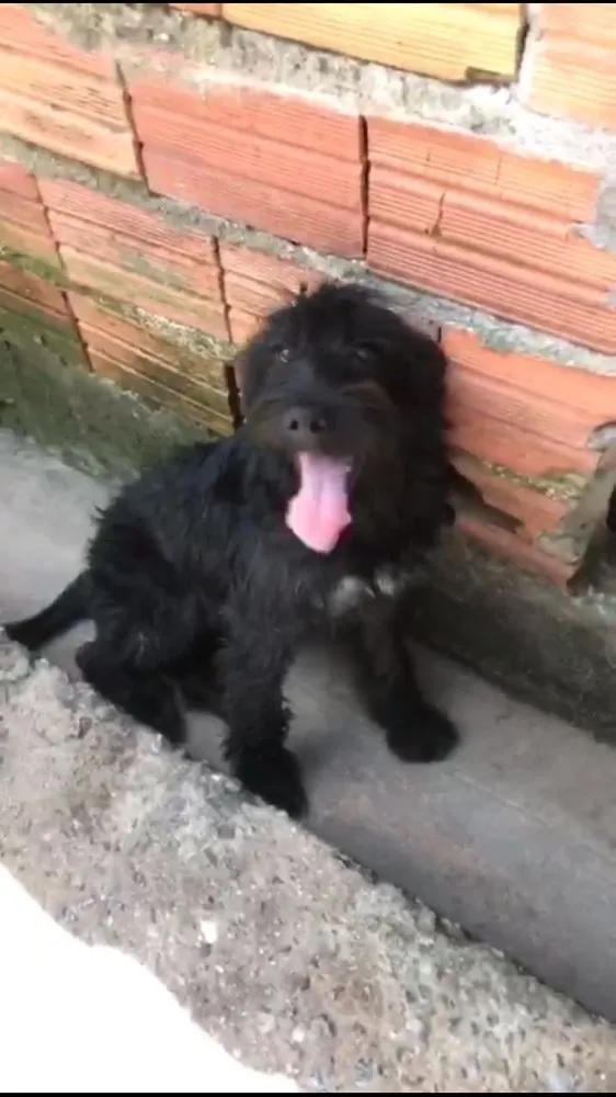 Cachorro ra a Poodle ( Mestico ) idade 7 a 11 meses nome Jeff