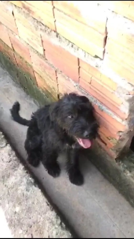 Cachorro ra a Poodle ( Mestico ) idade 7 a 11 meses nome Jeff