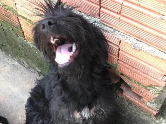 Cachorro ra a Poodle ( Mestico ) idade 7 a 11 meses nome Jeff