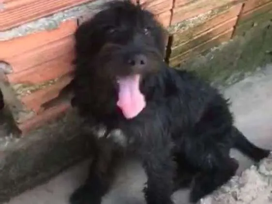 Cachorro ra a Poodle ( Mestico ) idade 7 a 11 meses nome Jeff