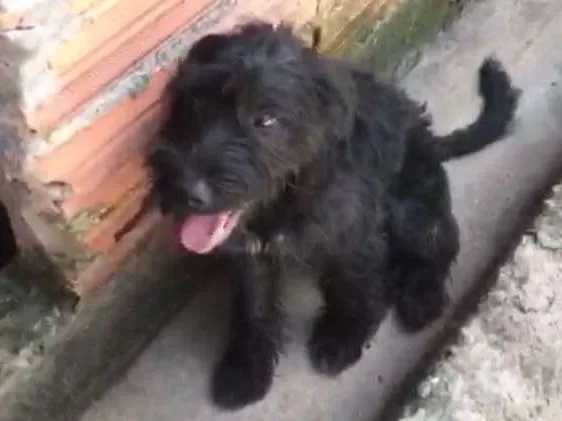Cachorro ra a Poodle ( Mestico ) idade 7 a 11 meses nome Jeff