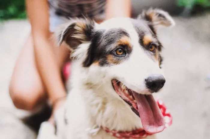 Cachorro raça Mistura com border collie idade 3 anos nome -